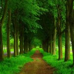 annettes customer love path through woods
